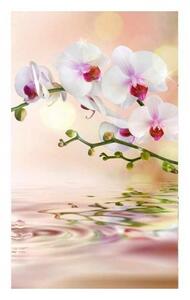 Nem szőtt fotótapéta a falra fehér orchidea 150 x 250 cm