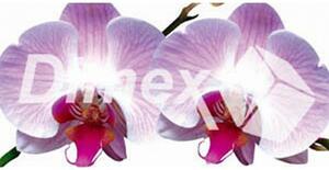 Festmények üvegre - orchidea 60 x 30 cm