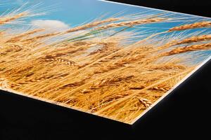 Plexi a konyhapult mögött búzamező - 80 x 40 cm