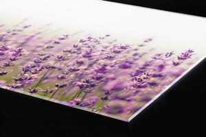 Plexi a konyhapult mögött levendula mező - 60 x 60 cm + ingyenes ragasztó