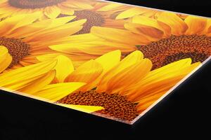 Plexi a konyhapult mögött napraforgó - 240 x 60 cm