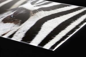 Plexi a konyhapult mögött zebra - 80 x 40 cm + ingyenes ragasztó