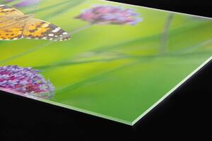 Plexi a konyhapult mögött pillangók - 180 x 60 cm