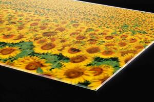 Plexi a konyhapult mögött kötelek a napraforgó - 60 x 60 cm + ingyenes ragasztó