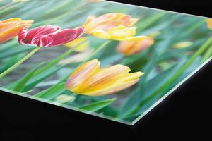 Plexi a konyhapult mögött tavaszi virágok - 80 x 40 cm + ingyenes ragasztó