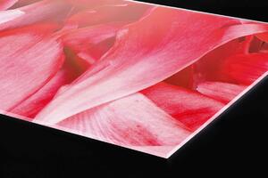 Plexi a konyhapult mögött piros szirmok - 240 x 60 cm