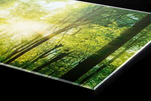 Plexi a konyhapult mögött buja zöld erdő - 80 x 40 cm