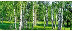 Panorámás nem szőtt fotótapéta nyírfa liget 375 x 150 cm