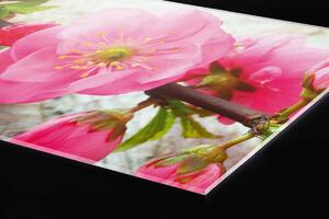 Plexi a konyhapult mögött sakura - 240 x 60 cm