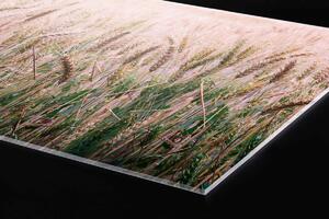 Plexi a konyhapult mögött búzamező - 240 x 60 cm