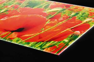 Plexi a konyhapult mögött piros mák - 60 x 60 cm