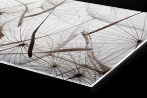 Plexi a konyhapult mögött pitypang pihe - 80 x 40 cm