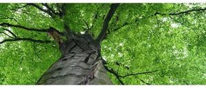 Panorámás nem szőtt fotótapéta fa teteje 375 x 150 cm