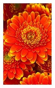 Nem szőtt fotótapéta a falra gerbera 150 x 250 cm