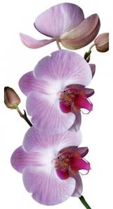 Fl-85-015 öntapadó padló fotótapéta orchidea - 85 x 170 cm