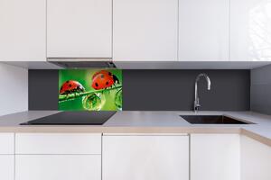 Dibond tábla a konyhapult mögött katicabogár - 60x40 cm ingyenes ragasztó