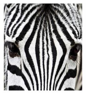 Nem szőtt fotótapéta zebra 225 x 250 cm