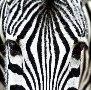 Fl-170-010 öntapadó padló fotótapéta zebra - 170 x 170 cm