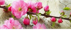 Panorámás nem szőtt fotótapéta sakura 375 x 150 cm