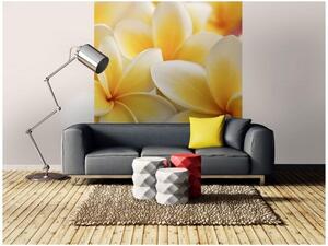 Nem szőtt fotótapéta plumeria 225 x 250 cm