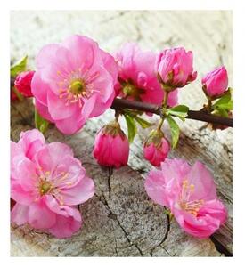 Nem szőtt fotótapéta sakura 225 x 250 cm