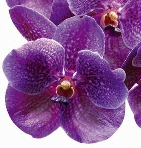 Festmények üvegre - lila orchidea 30 x 30 cm