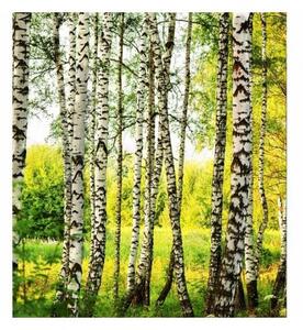 Nem szőtt fotótapéta nyírerdő 225 x 250 cm