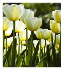 Nem szőtt fotótapéta fehér tulipán 225 x 250 cm