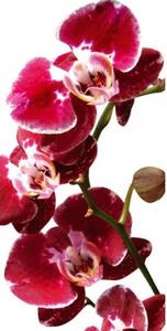 Fl-85-006 öntapadó padló fotótapéta vörös orchidea - 85 x 170 cm