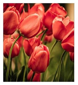 Nem szőtt fotótapéta piros tulipánok 225 x 250 cm