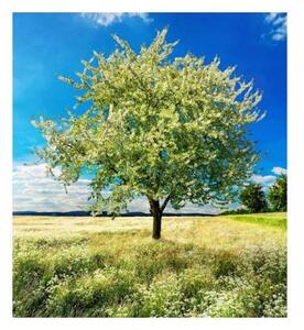 Nem szőtt fotótapéta egy fa a réten 225 x 250 cm