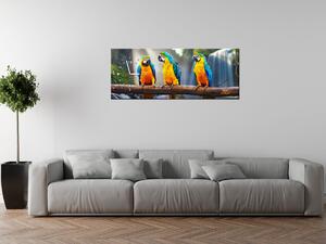 Gario Órás falikép Színes papagájok Méret: 30 x 30 cm