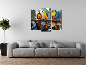 Gario Órás falikép Színes papagájok - 3 részes Méret: 90 x 70 cm