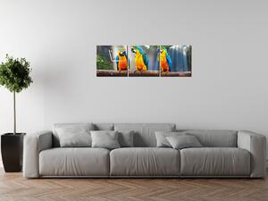 Gario Órás falikép Színes papagájok - 3 részes Méret: 90 x 30 cm