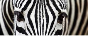 Panorámás nem szőtt fotótapéta zebra 375 x 150 cm