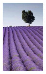 Nem szőtt fotótapéta a falra levendula mező 150 x 250 cm
