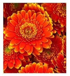 Nem szőtt fotótapéta gerbera 225 x 250 cm