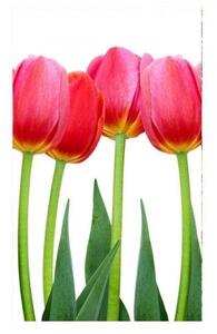 Nem szőtt fotótapéta a falra tulipánok 150 x 250 cm
