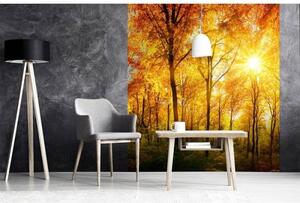 Nem szőtt fotótapéta napos erdő 225 x 250 cm