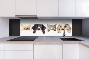 Dibond tábla a konyhapult mögött macskák és kutyák - 180 x 60 cm ingyenes ragasztó