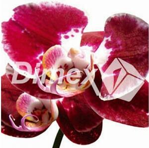 Festmények üvegre - vörös orchidea 30 x 30 cm