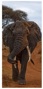 Gario Fotótapéta ajtóra Siema elefánt - Feans Anyag: Öntapadó, Méret: 95 x 205 cm