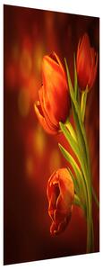 Gario Fotótapéta ajtóra Titokzatos piros tulipánok Anyag: Öntapadó, Méret: 95 x 205 cm