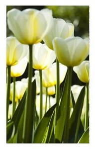 Nem szőtt fotótapéta a falra fehér tulipán 150 x 250 cm