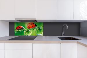 Dibond tábla a konyhapult mögött katicabogár - 80 x 40 cm ingyenes ragasztó