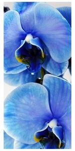 Gario Fotótapéta ajtóra Kék orchidea Anyag: Öntapadó, Méret: 95 x 205 cm