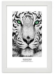 Gario Poszter Fehér tigris A keret színe: Természetes, Méret: 20 x 30 cm