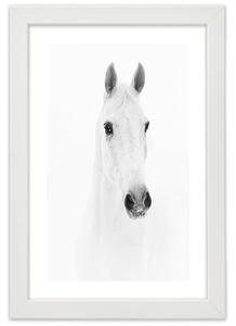 Gario Poszter Szürke ló A keret színe: Fekete, Méret: 20 x 30 cm