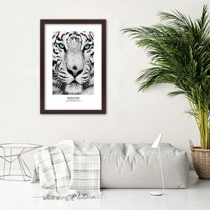 Gario Poszter Fehér tigris A keret színe: Fekete, Méret: 20 x 30 cm