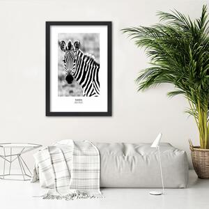 Gario Poszter Kíváncsi zebra A keret színe: Fehér, Méret: 20 x 30 cm